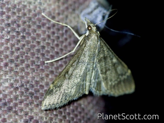 Pearl Moth (Steniodes sp)