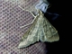 Pearl Moth (Steniodes sp)