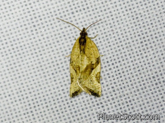 Tortricid Leafroller Moth (Archipini sp)