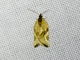 Tortricid Leafroller Moth (Archipini sp)