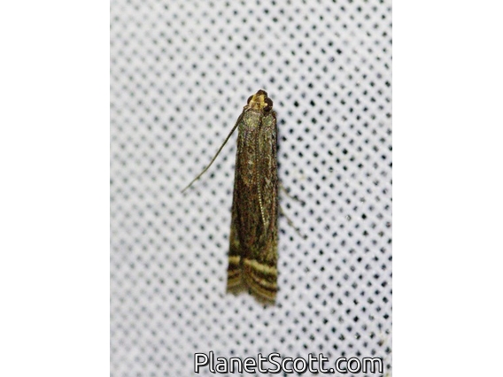 Tortricid Leafroller Moth (Tortricidae sp)