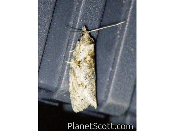 Tortricid Leafroller Moth (Archipini sp)