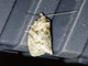 Tortricid Leafroller Moth (Archipini sp)