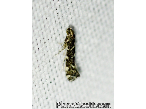 Meessid Moth (Eudarcia sp)