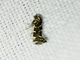 Meessid Moth (Eudarcia sp)