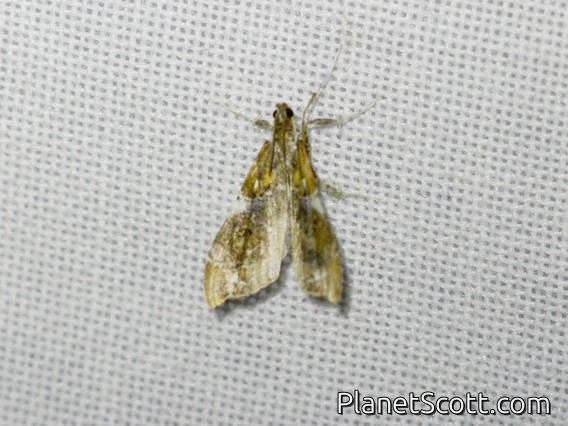 Crambid Snout Moth (Crambidae sp)