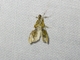 Crambid Snout Moth (Crambidae sp)
