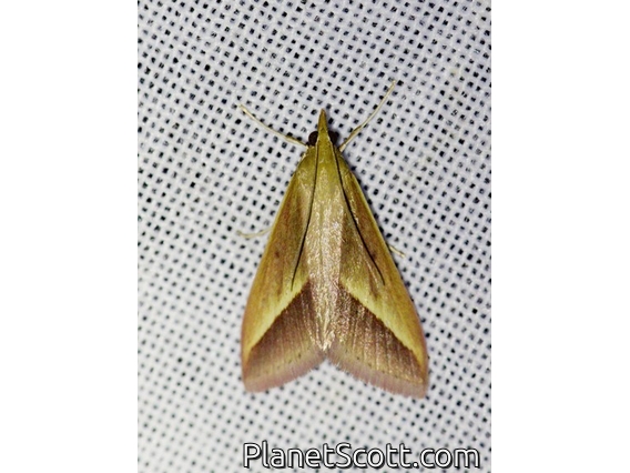 Crambid Snout Moth (Crambidae sp)