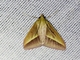 Crambid Snout Moth (Crambidae sp)