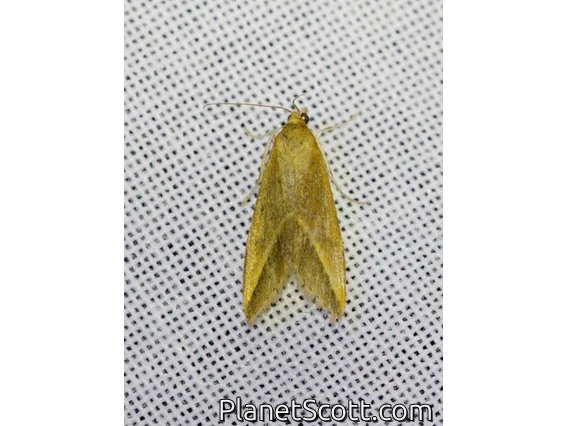 Crambid Snout Moth (Crambidae sp)