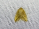 Crambid Snout Moth (Crambidae sp)