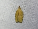 Tortricid Leafroller Moth (Tortricinae sp)