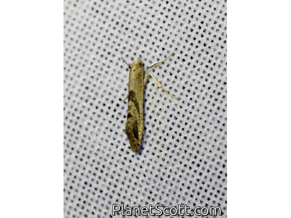 Tortricid Leafroller Moth (Tortricidae sp)