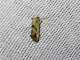 Tortricid Leafroller Moth (Tortricidae sp)