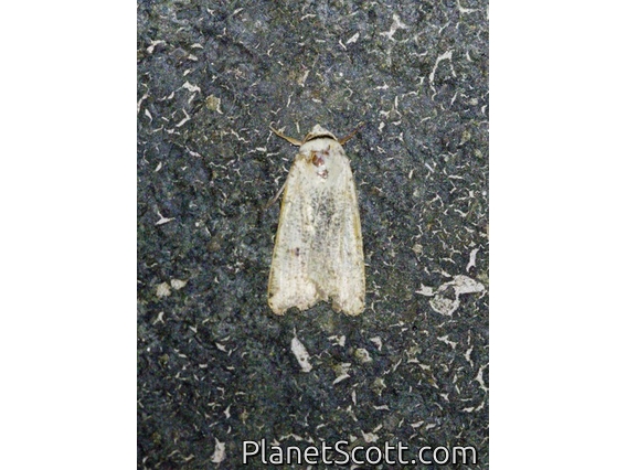 Cutworm Moth (Anicla ignicans)