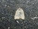Cutworm Moth (Anicla ignicans)