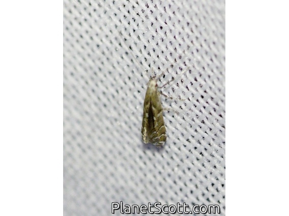 Tortricid Leafroller Moth (Tortricidae sp)