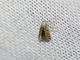 Tortricid Leafroller Moth (Tortricidae sp)