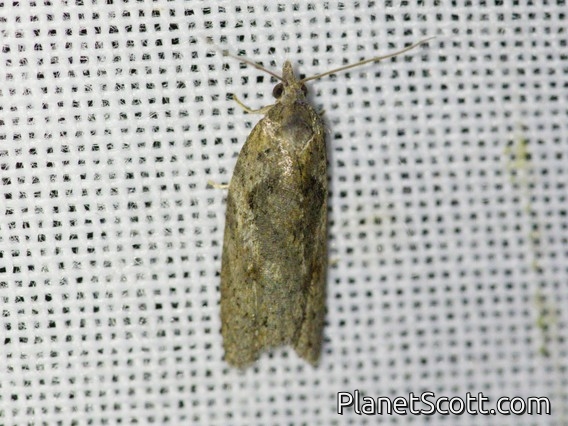 Tortricid Leafroller Moth (Tortricinae sp)