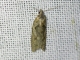 Tortricid Leafroller Moth (Tortricinae sp)
