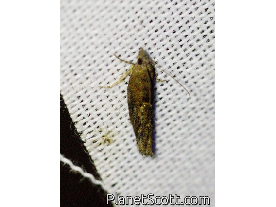 Tortricid Leafroller Moth (Tortricidae sp)