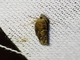 Tortricid Leafroller Moth (Tortricidae sp)