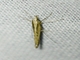 Tortricid Leafroller Moth (Tortricidae sp)