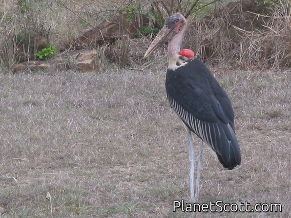 Marabou Stork (Leptoptilos crumeniferus)
