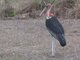 Marabou Stork (Leptoptilos crumeniferus)