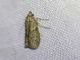 Pyralid Snout Moth (Phycitini sp)