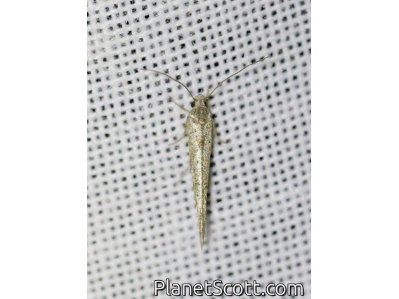 Tortricid Leafroller Moth (Tortricidae sp)