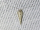 Tortricid Leafroller Moth (Tortricidae sp)
