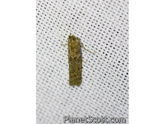Knot-horn Moth (Phycitini sp)