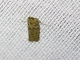 Knot-horn Moth (Phycitini sp)