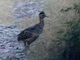 Taczanowski's Tinamou (Nothoprocta taczanowskii)