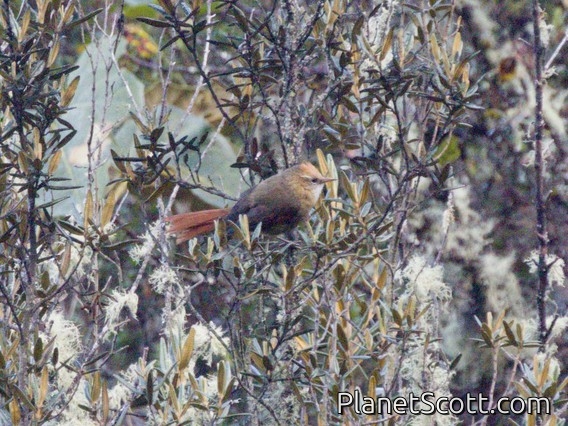Creamy-crested Spinetail (Cranioleuca albicapilla)