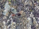 Creamy-crested Spinetail (Cranioleuca albicapilla)