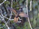 White-tufted Sunbeam (Aglaeactis castelnaudii)