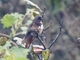 White-tufted Sunbeam (Aglaeactis castelnaudii)