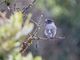 Red-crested Cotinga (Ampelion rubrocristatus)