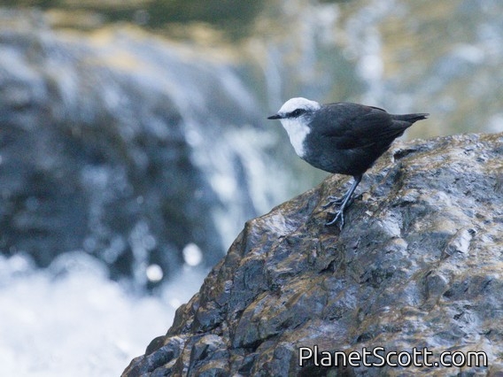White-capped Dipper (Cinclus leucocephalus)