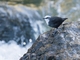 White-capped Dipper (Cinclus leucocephalus)
