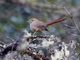 Rusty-fronted Canastero (Asthenes ottonis)