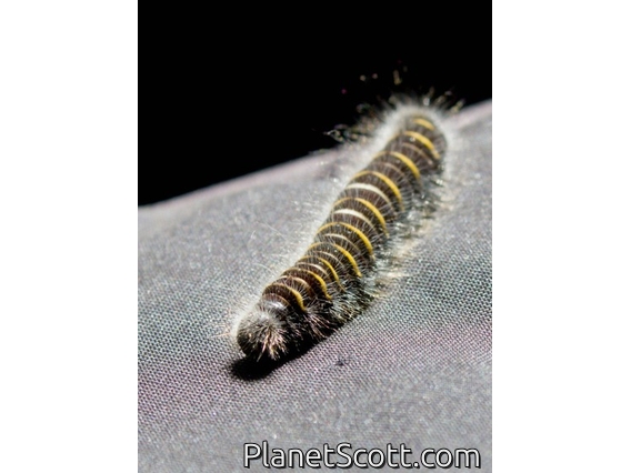 Firetip (Metardaris cosinga)