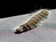 Firetip (Metardaris cosinga)