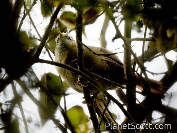 Creamy-crested Spinetail (Cranioleuca albicapilla)