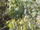 Red-crested Cotinga (Ampelion rubrocristatus)
