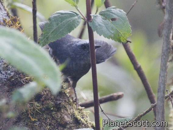 Ampay Tapaculo (Scytalopus whitneyi)