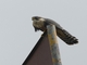 Aplomado Falcon (Falco femoralis)