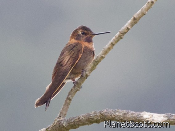 Shining Sunbeam (Aglaeactis cupripennis)